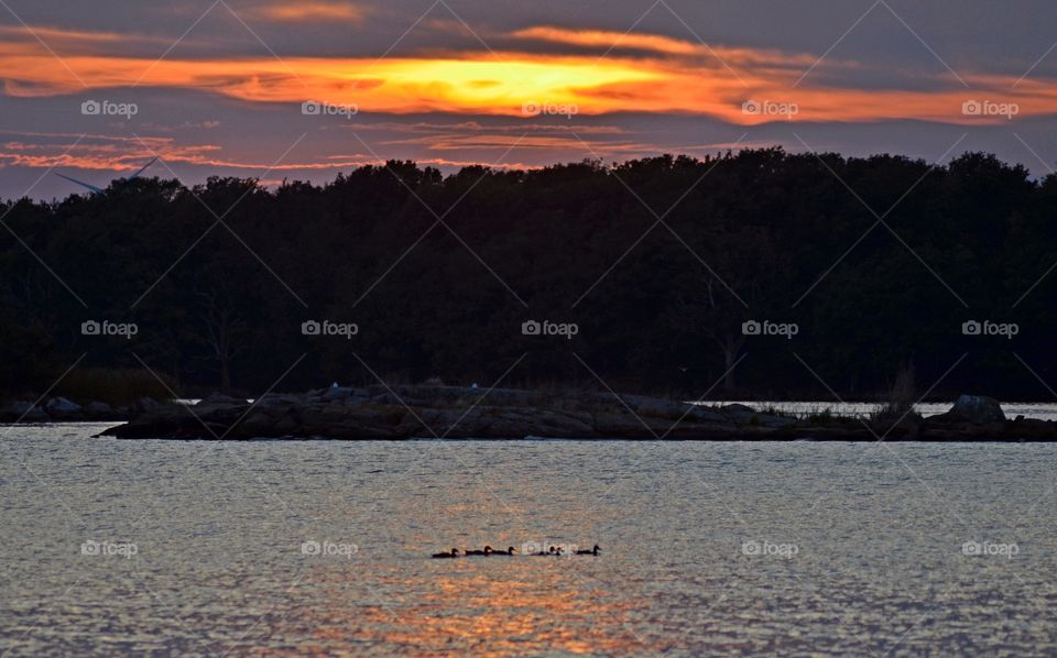 Birds in the sunset, Stekön, ronneby sweden