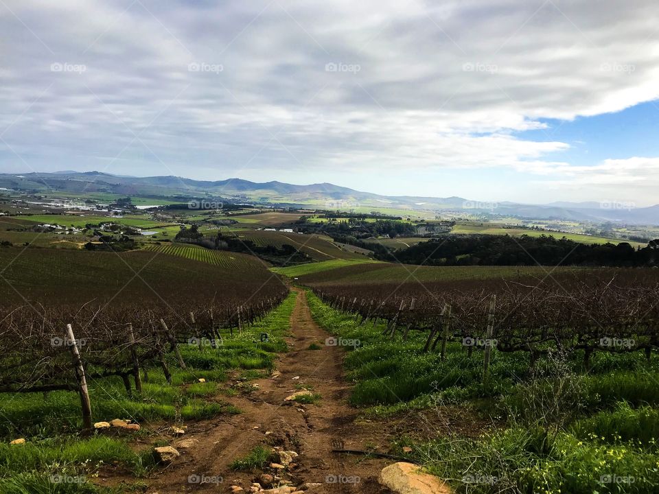 Glorious mother nature. How beautiful is this Cape vineyard? 