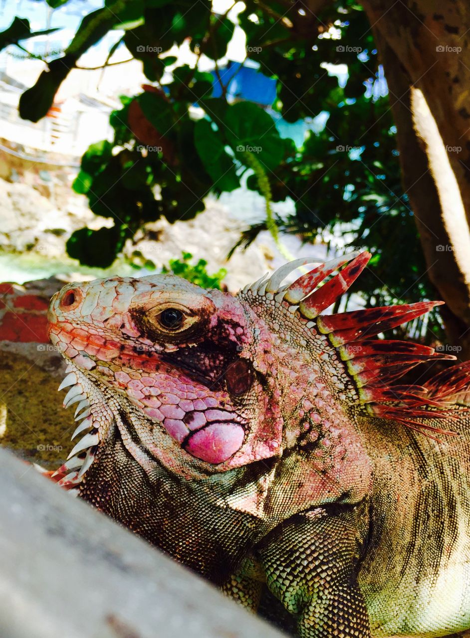 Iguana de colored