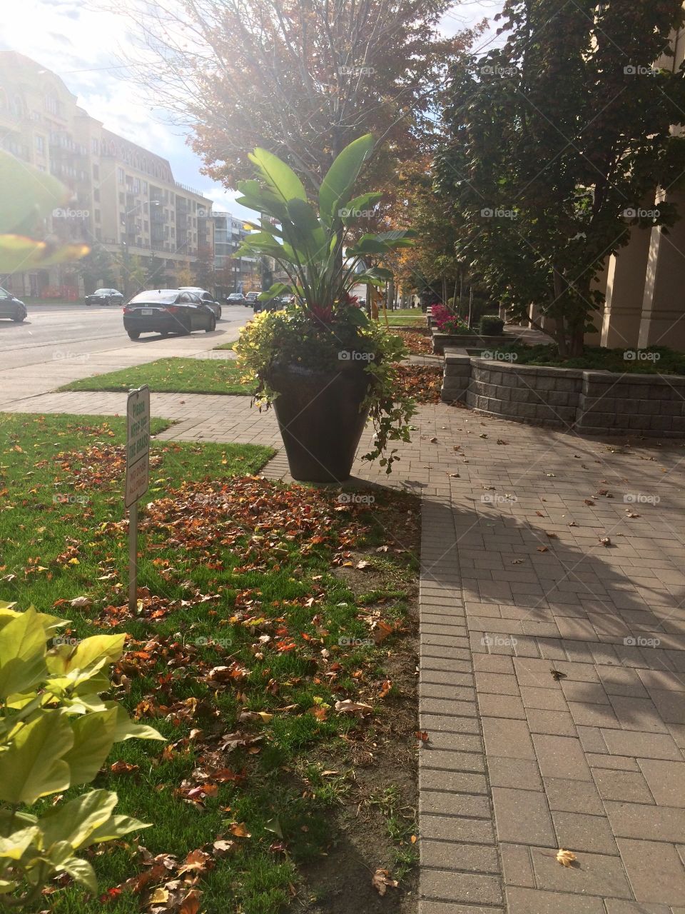 Big flower pot in street 