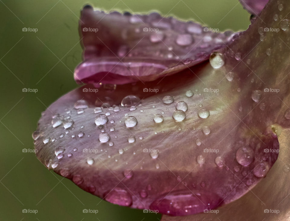 Closeup  - allamanda petals