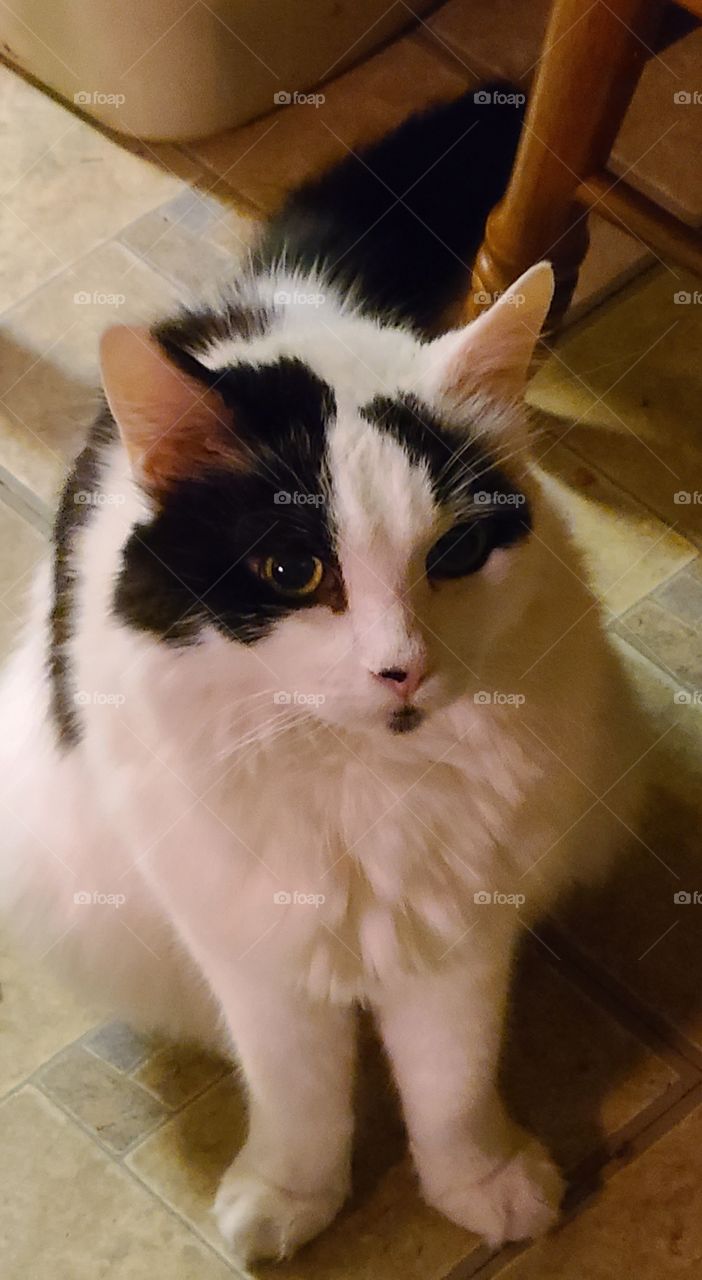 My furry friend, 17 year old Gizmo. He has piercing greenish eyes and smudges of black on his nose and chin.