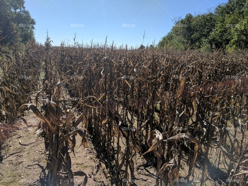 corn field