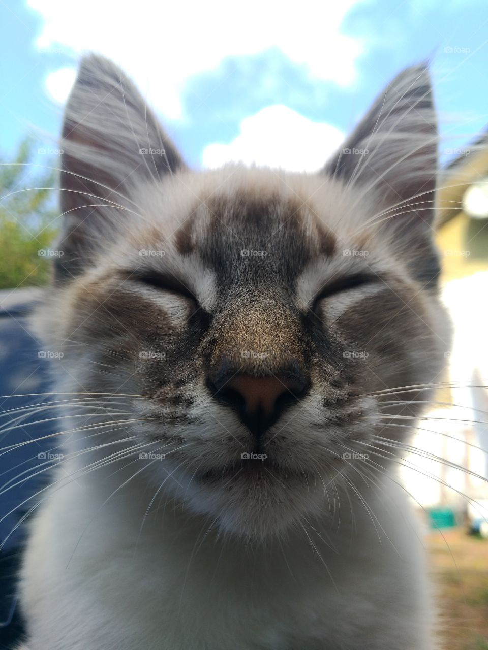 gato lindo de bigode em dia de sol olhos fechados pelo claro