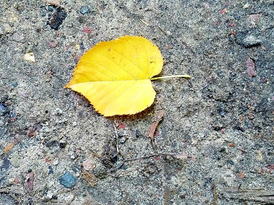 Yellow leaf in the forest