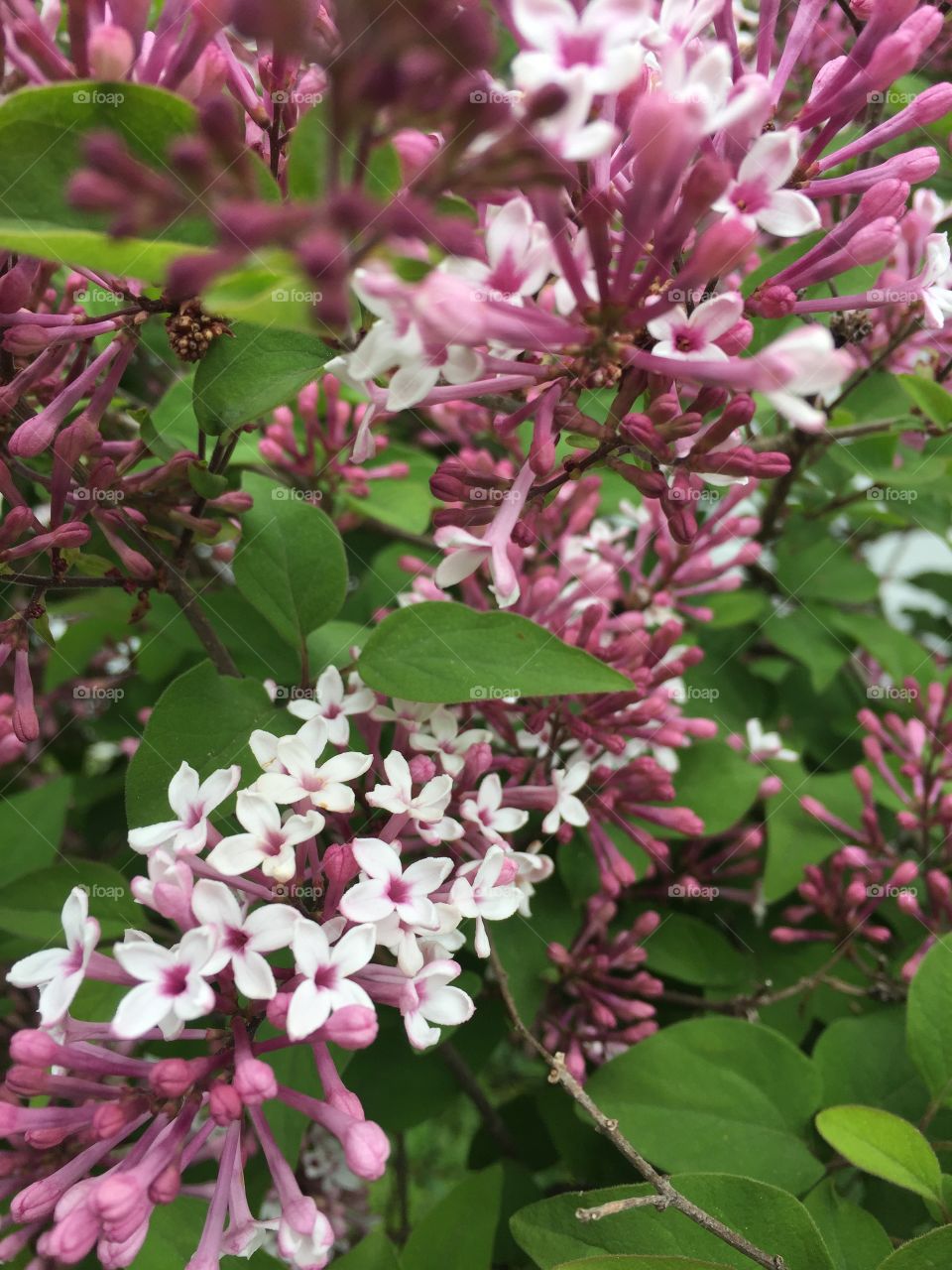 Finally!
Lilacs in bloom
Rochester NY