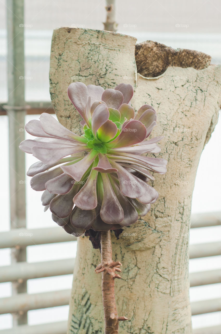 Flower, Desktop, No Person, Nature, Flora