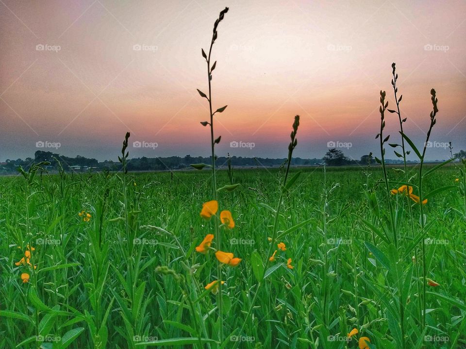 Some flowers outside elephant village.