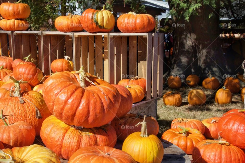 Halloween pumpkins