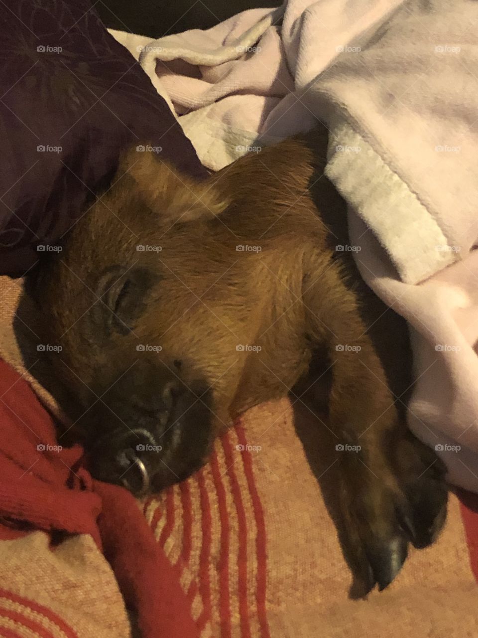 Ollie, our miniature pig, plum tuckered out after a long day of playing, exploring and foraging!