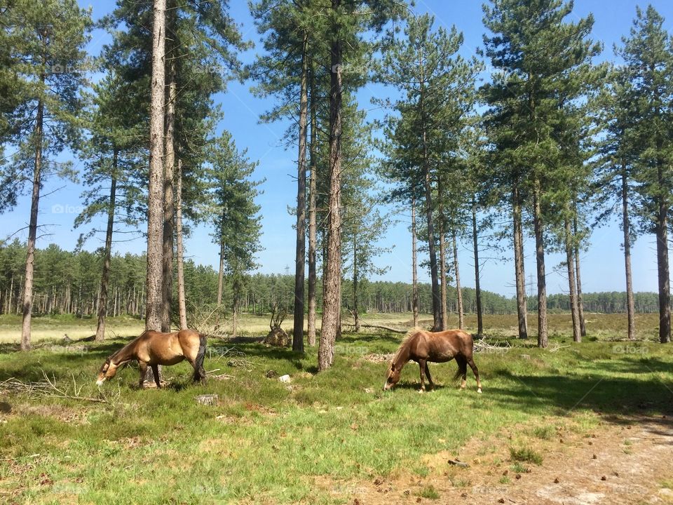 New Forest ponies 