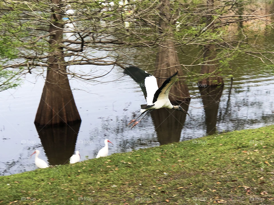 Wood stork flying in front of cypress trees and a pond