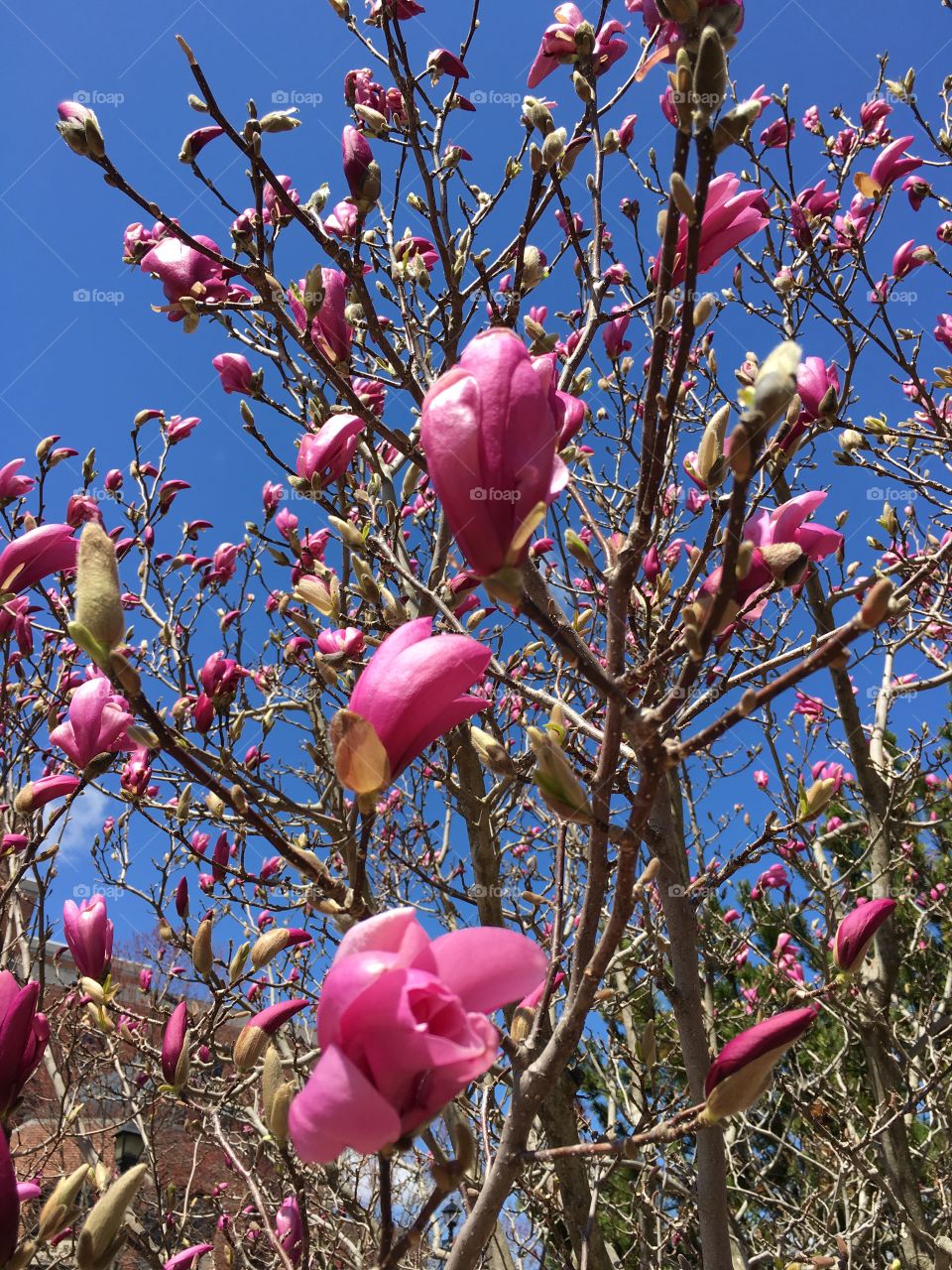 Pink magnolia