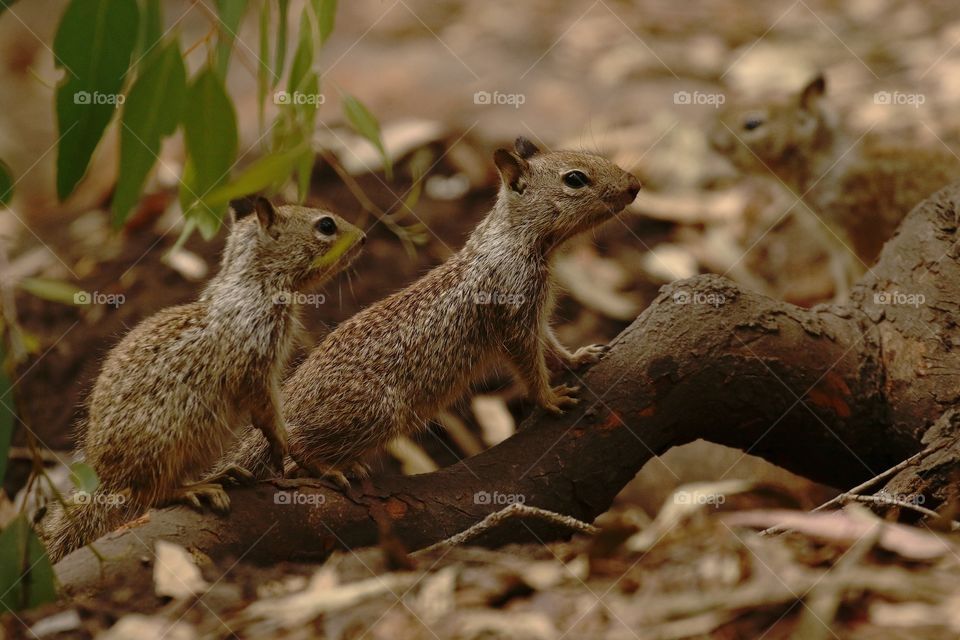 Three squirrels at the edge of a hiking path 