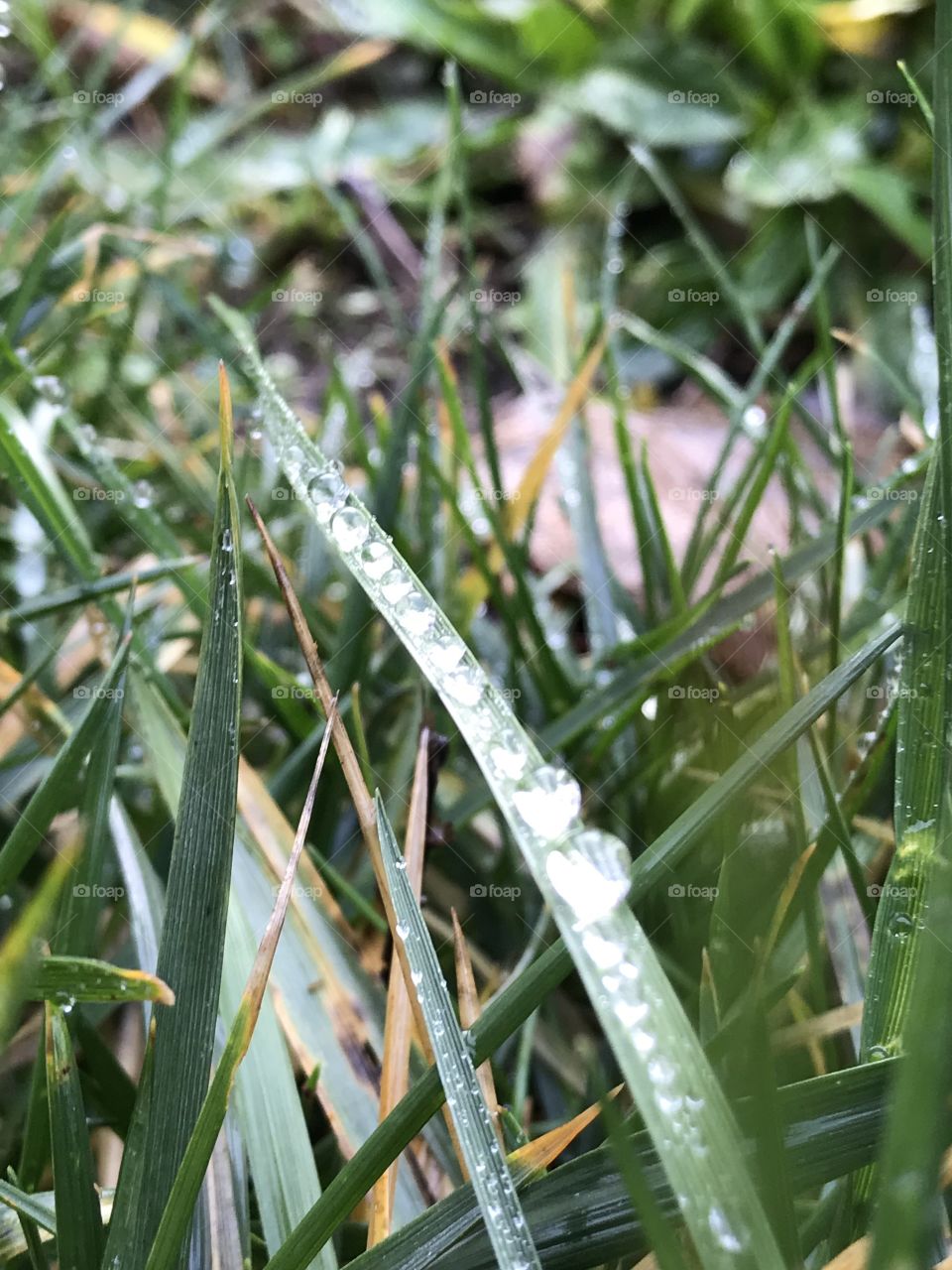 Pretty little dew drops all in a row...