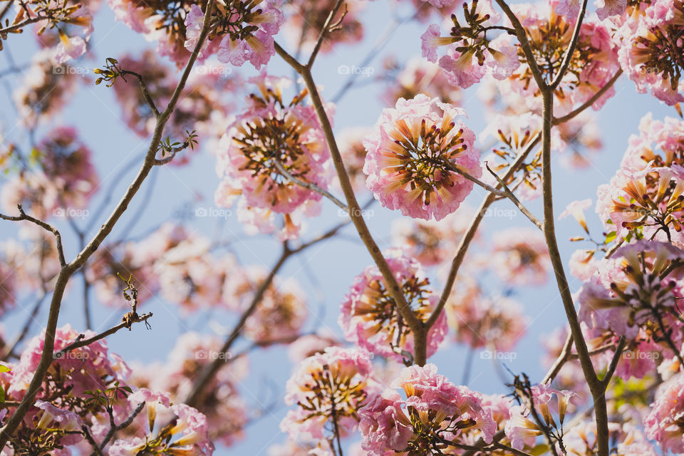 Close up Tabebuia rosea or Pink trumpet blooming on spring season in the morning