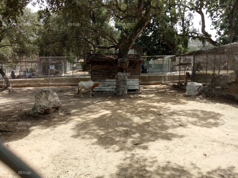 Tree, Park, Environment, Landscape, Road