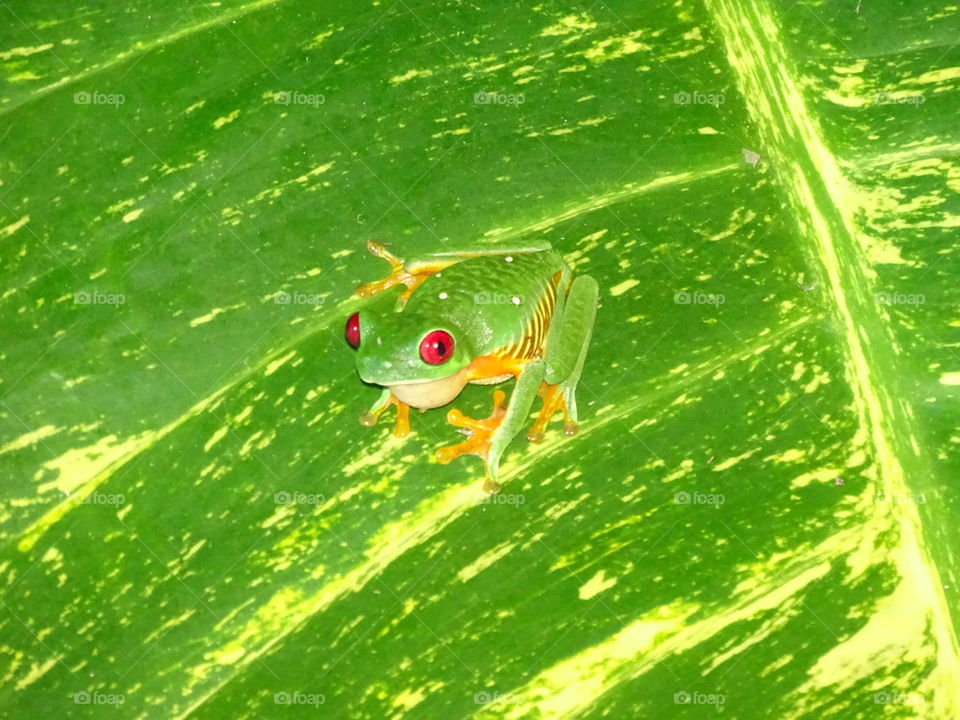 Read Eyed Tree Frog