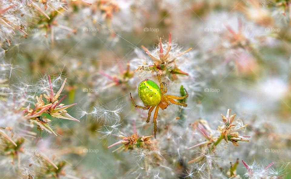 Nature in macro