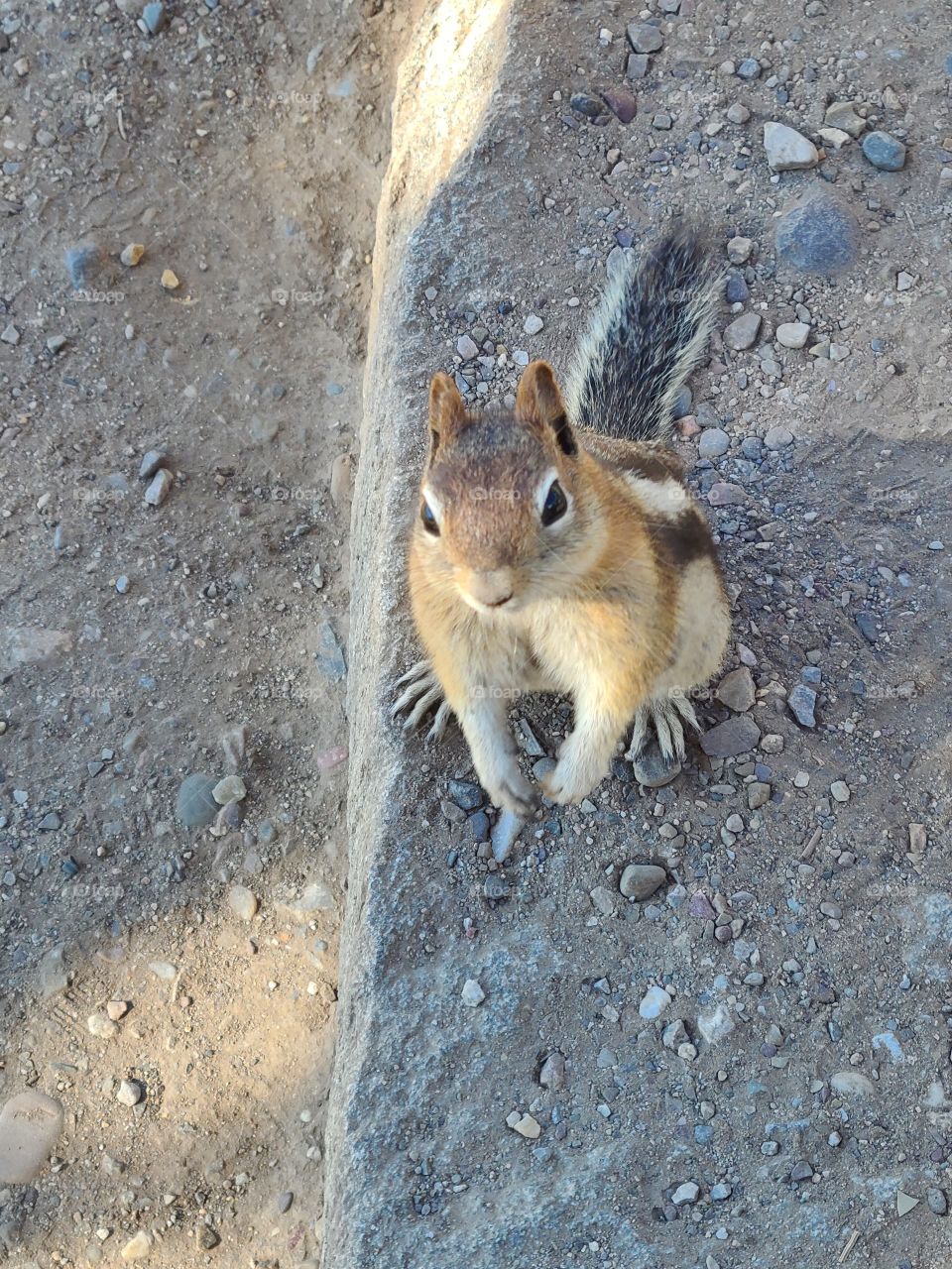 chipmunk