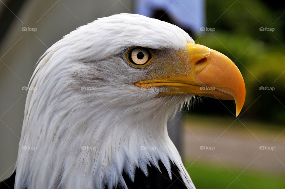 eagle