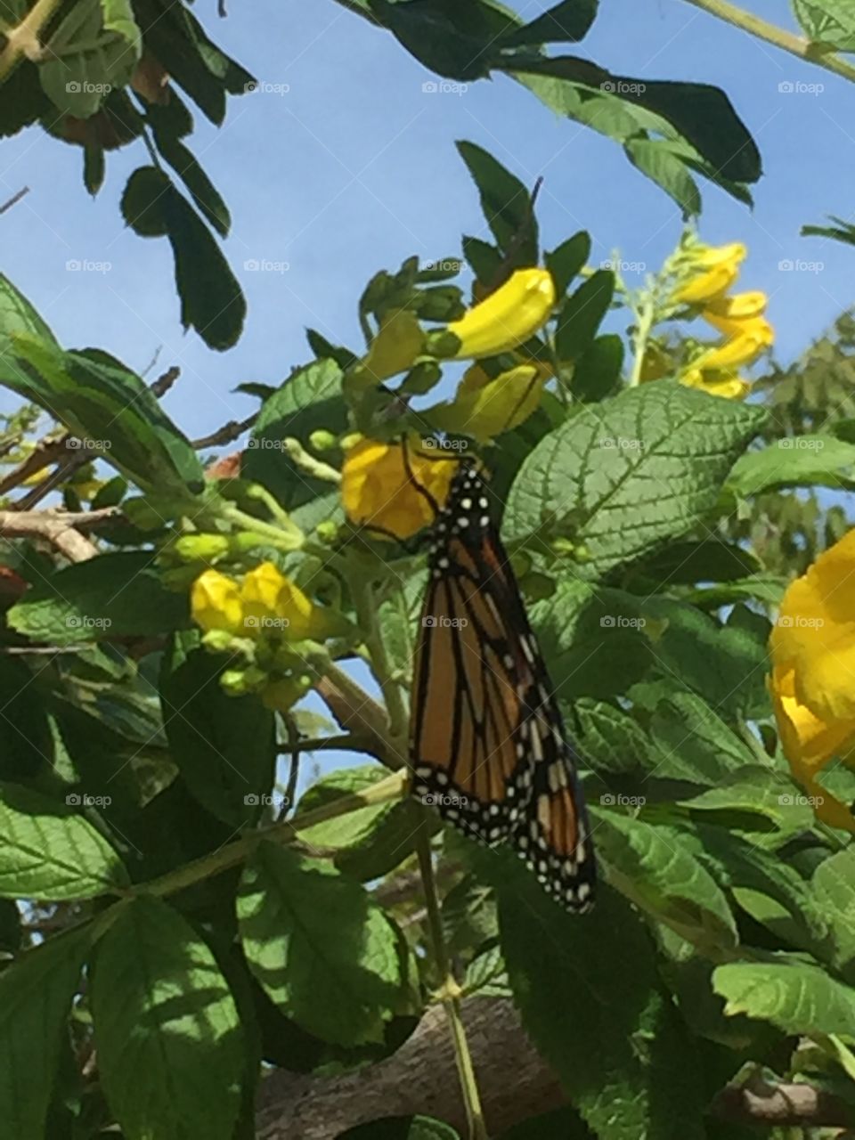 Monarch butterfly 