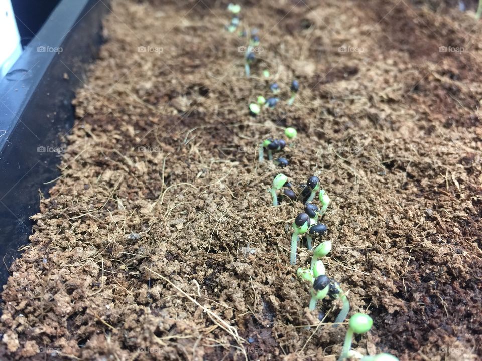 Seeds Sprouting