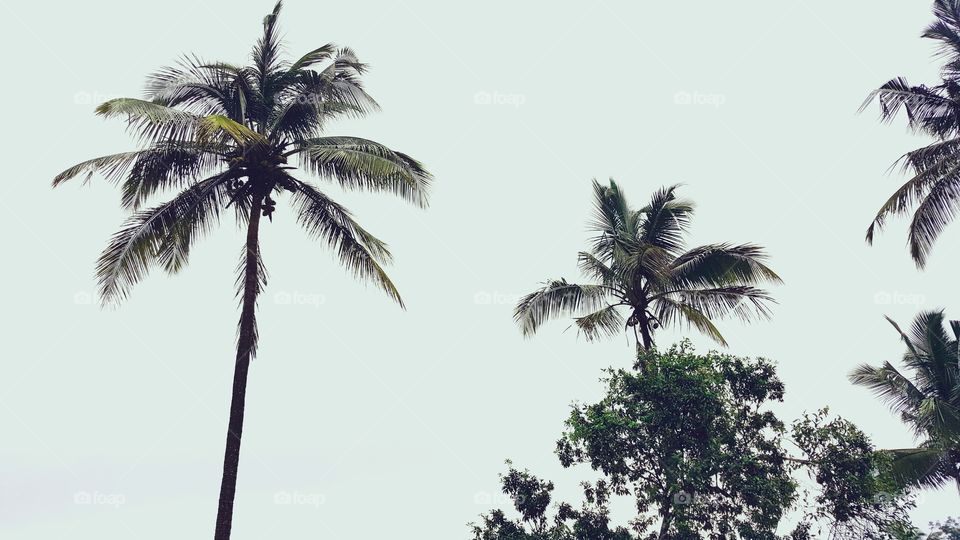 palm
