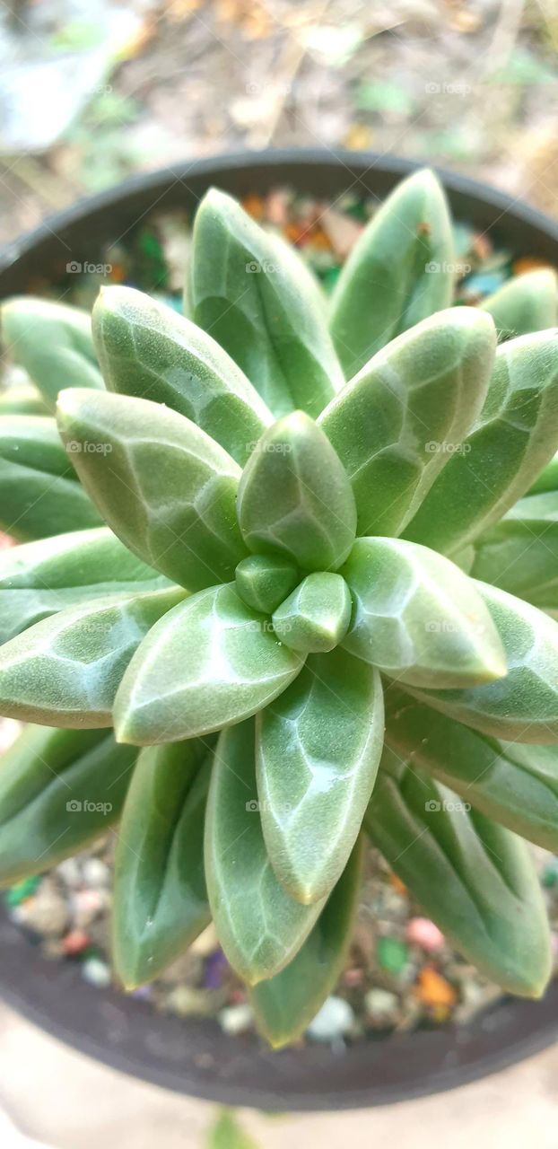 beautiful green succulent plant very decorative