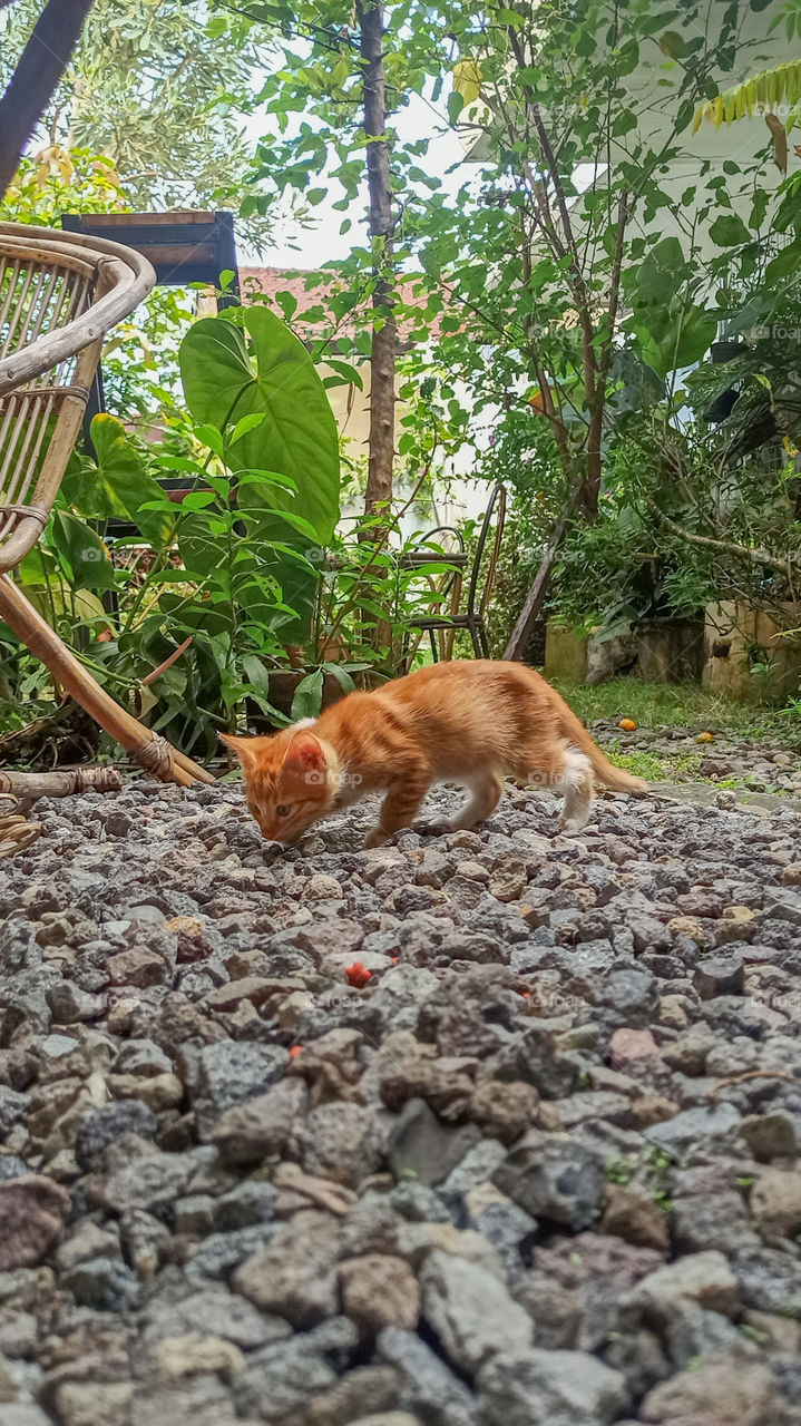 kitten smelling the stones