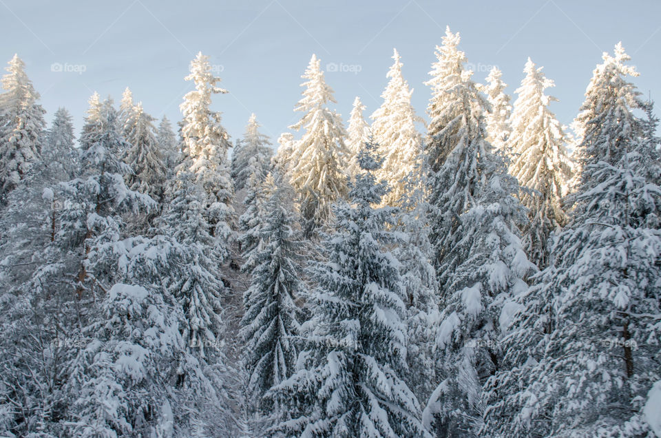 Beautiful Winter landscape