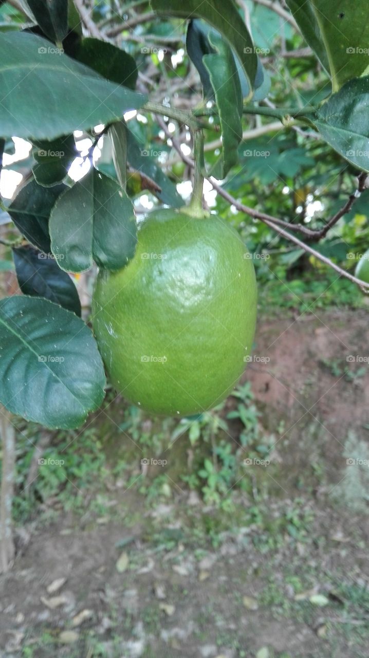malaysian lemon