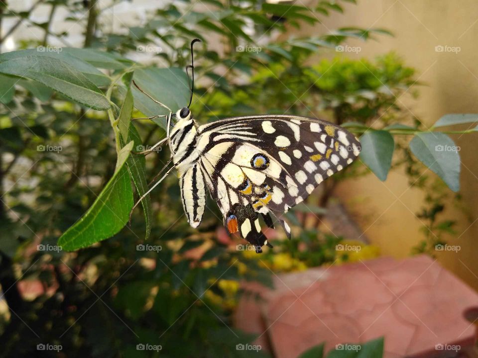 a beautiful butterfly in my garden