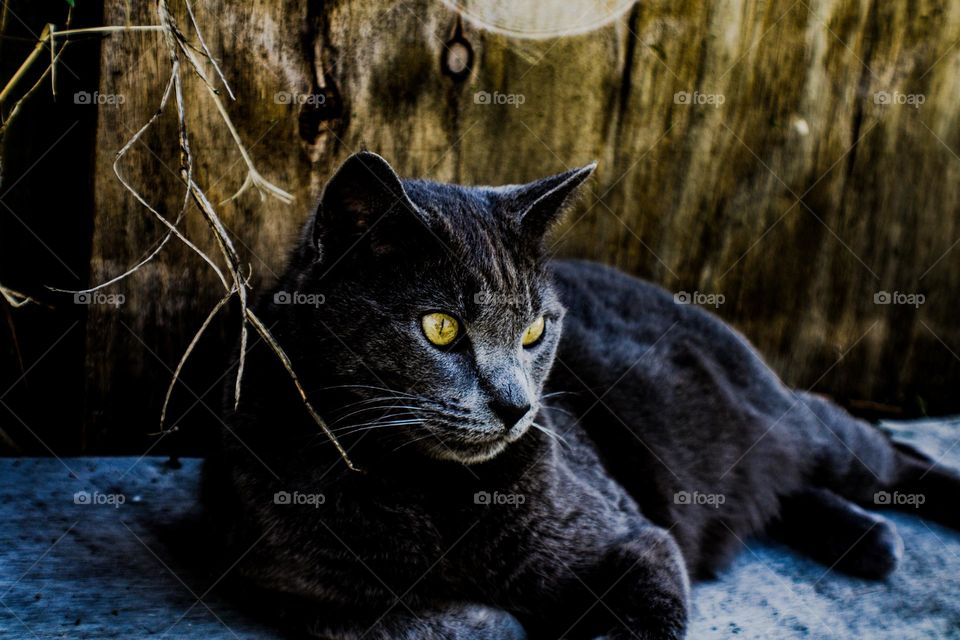 cat resting against a fence