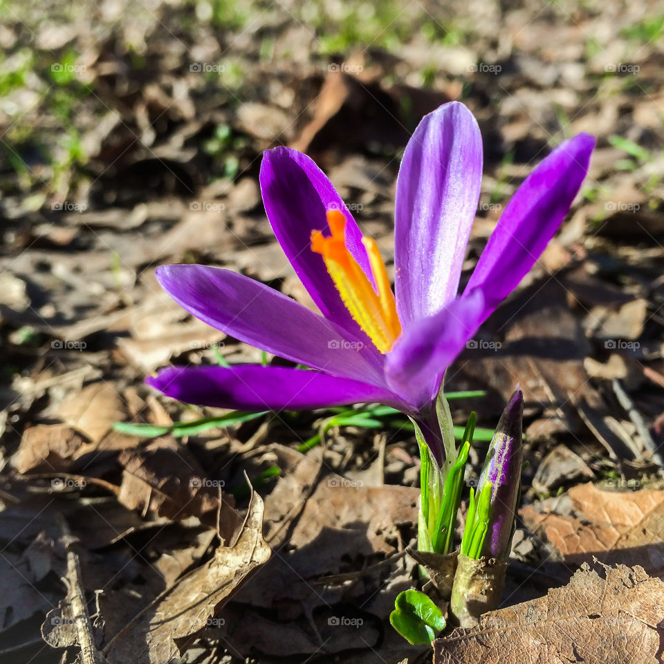 Purple crocus in early spring 