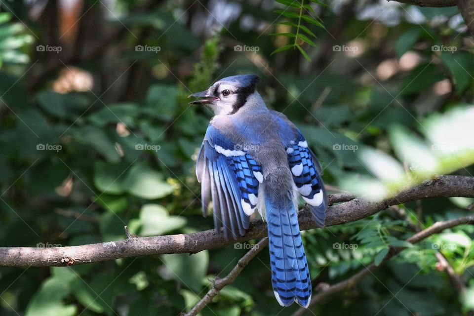 A young Blue Jay showing off his colours 