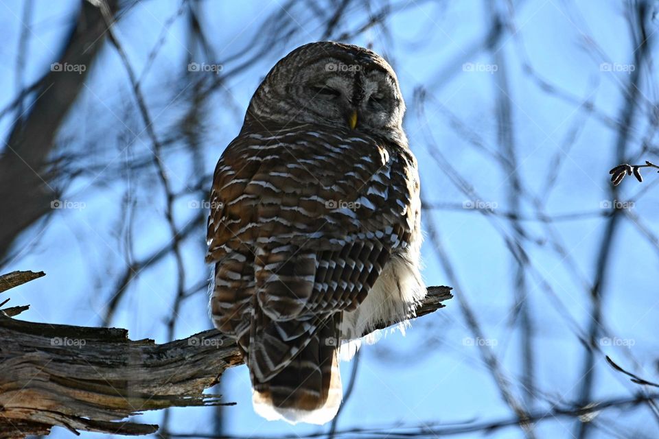 Barred owl perched on a branch