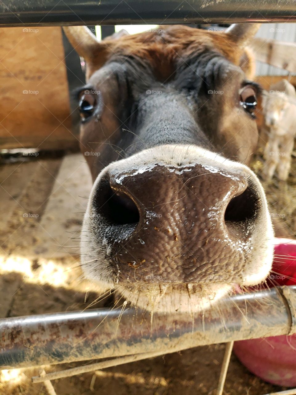 Cow nose 
