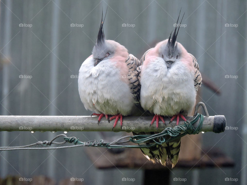 Pigeon Pair