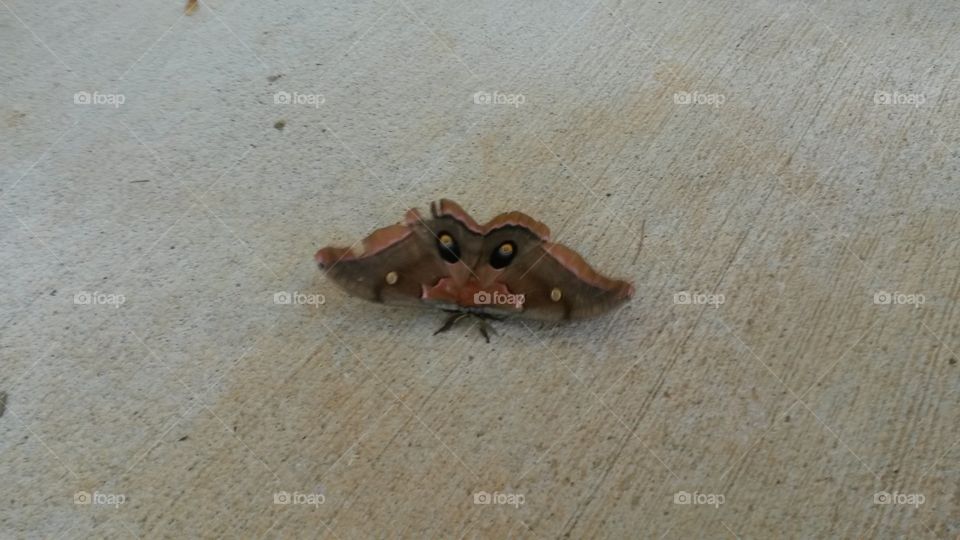 Moth. random moth found outside church doors