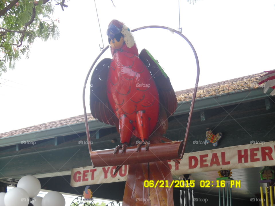Polly want a cracker 🍘. This is a picture of a parrot swinging as a welcome sign in front of a gift shop in Mineral Wells Texas