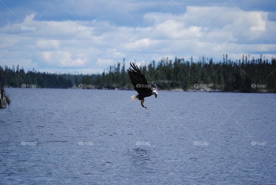A bald eagle flies away with his lunch catch, fresh walleye from the lake.
