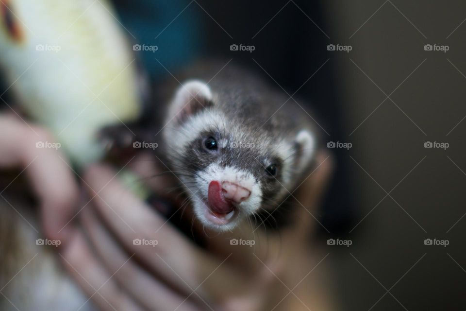 Ferret licking her chops