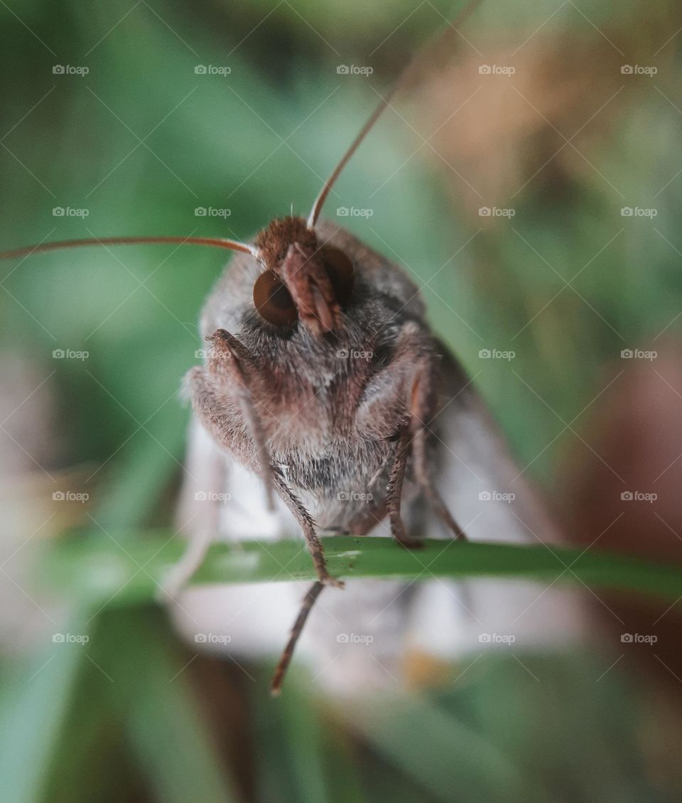 Macro photo of a frightened insect