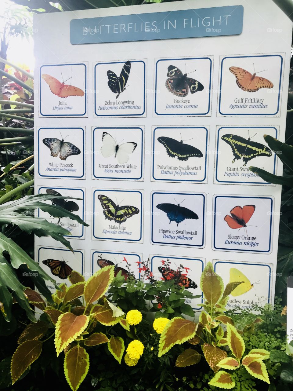 Butterflies in Flight - Phipps Conservatory & Botanical Garden - Pittsburgh - Schenley Park 
