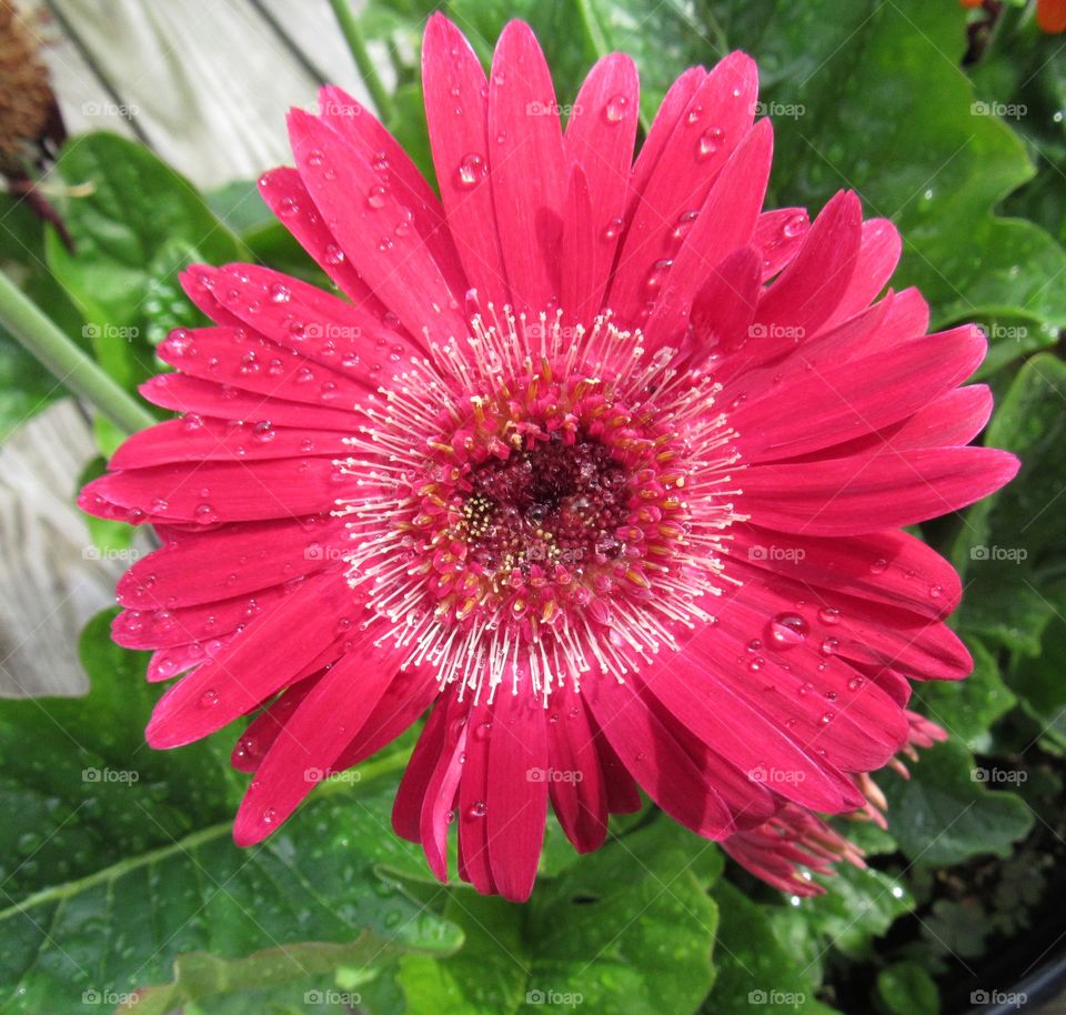 Deep pink Daisy after a summer rain.