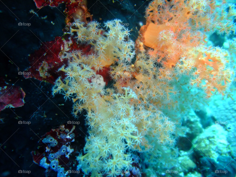 moyo iskand indonesia coral diving soft coral by samyen