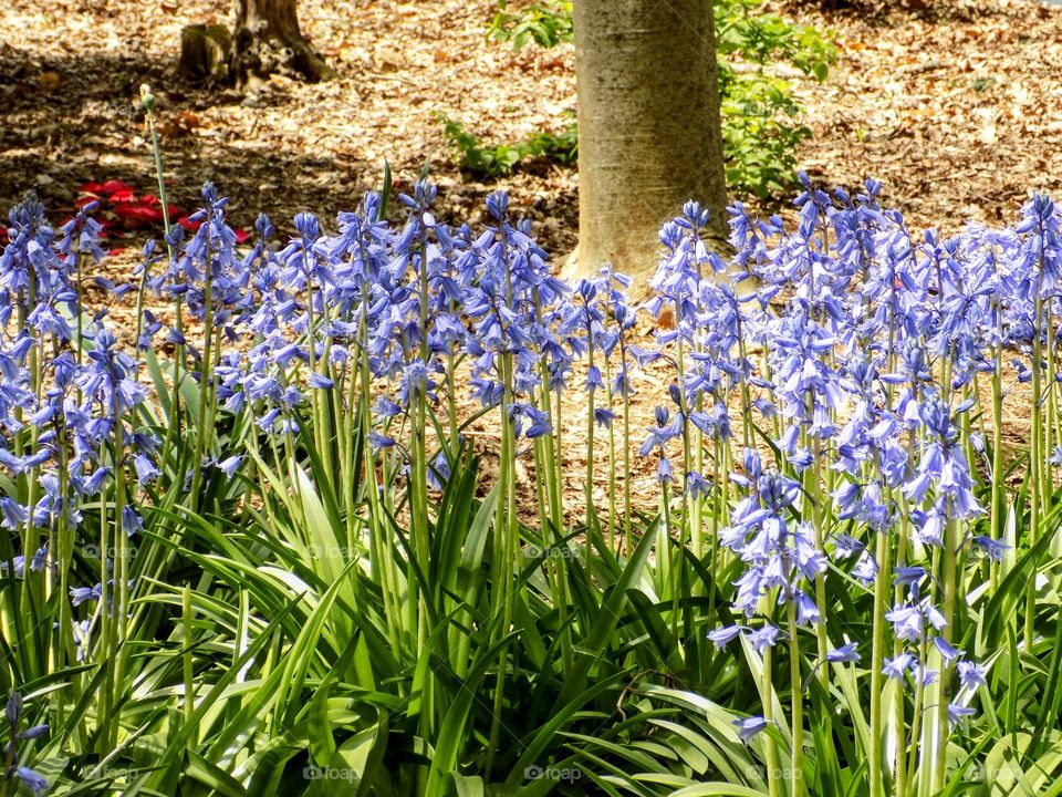 Bluebells in the Garden