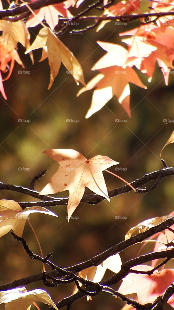 A broken maple leave . Captured this shot while walking in the park