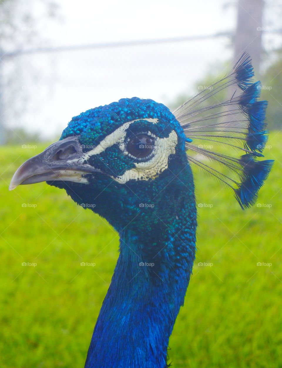 Peacock